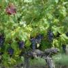 les-vignes-en-anjou