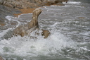 Filename=DSC_4687.JPG
Filesize=1243KiB
Dimensions=2048x1365
Date added=Dec 19, 2024 DSC_4687.JPG