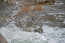 Filename=DSC_4690.JPG
Filesize=1382KiB
Dimensions=2048x1365
Date added=Dec 19, 2024 DSC_4690.JPG