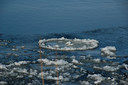 Filename=DSC_3009.JPG
Filesize=960KiB
Dimensions=2048x1361
Date added=Dec 19, 2024 DSC_3009.JPG