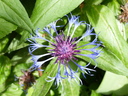 Filename=Terra_Botanica_281329.JPG
Filesize=1400KiB
Dimensions=2048x1536
Date added=Dec 19, 2024 Terra_Botanica_281329.JPG