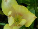 Filename=Terra_Botanica_281629.JPG
Filesize=1570KiB
Dimensions=2048x1536
Date added=Dec 19, 2024 Terra_Botanica_281629.JPG