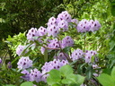 Filename=Terra_Botanica_281829.JPG
Filesize=1441KiB
Dimensions=2048x1536
Date added=Dec 19, 2024 Terra_Botanica_281829.JPG