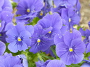 Filename=Terra_Botanica_282529.JPG
Filesize=1467KiB
Dimensions=2048x1536
Date added=Dec 19, 2024 Terra_Botanica_282529.JPG