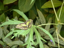 Filename=Terra_Botanica_283629.JPG
Filesize=1347KiB
Dimensions=2048x1536
Date added=Dec 19, 2024 Terra_Botanica_283629.JPG
