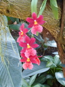 Filename=Terra_Botanica_284729.JPG
Filesize=1449KiB
Dimensions=1536x2048
Date added=Dec 19, 2024 Terra_Botanica_284729.JPG