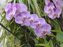 Filename=Terra_Botanica_285329.JPG
Filesize=1484KiB
Dimensions=2048x1536
Date added=Dec 19, 2024 Terra_Botanica_285329.JPG
