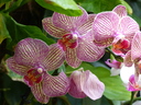 Filename=Terra_Botanica_285729.JPG
Filesize=1432KiB
Dimensions=2048x1536
Date added=Dec 19, 2024 Terra_Botanica_285729.JPG