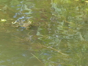 Filename=Terra_Botanica_28929.JPG
Filesize=1736KiB
Dimensions=2048x1536
Date added=Dec 19, 2024 Terra_Botanica_28929.JPG
