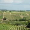 les-vignes-en-anjou