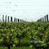 les-vignes-en-anjou